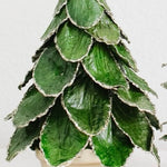 Potted Butterfly Leaf Cone Tree (Green/Gold)
