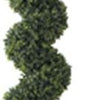 Boxwood Spiral Topiary