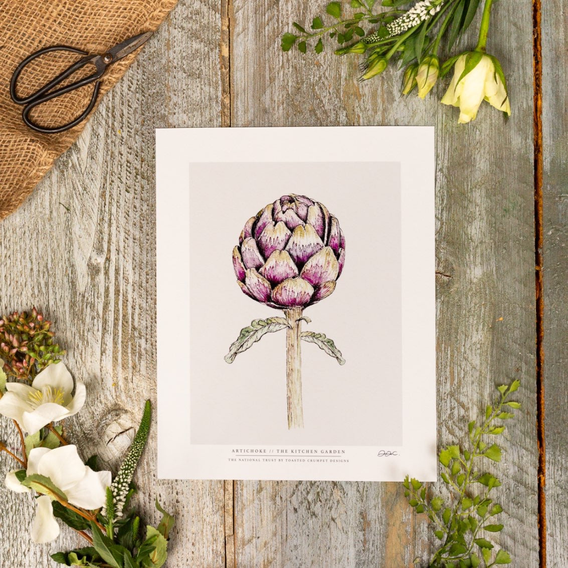The Kitchen Garden Artichoke 10"x12" Fine Art Print