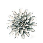 Chive Blue White Lexi Cornflower