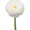 Garden Ranunculus 23.5" White