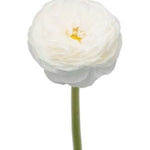 Garden Ranunculus 23.5" White