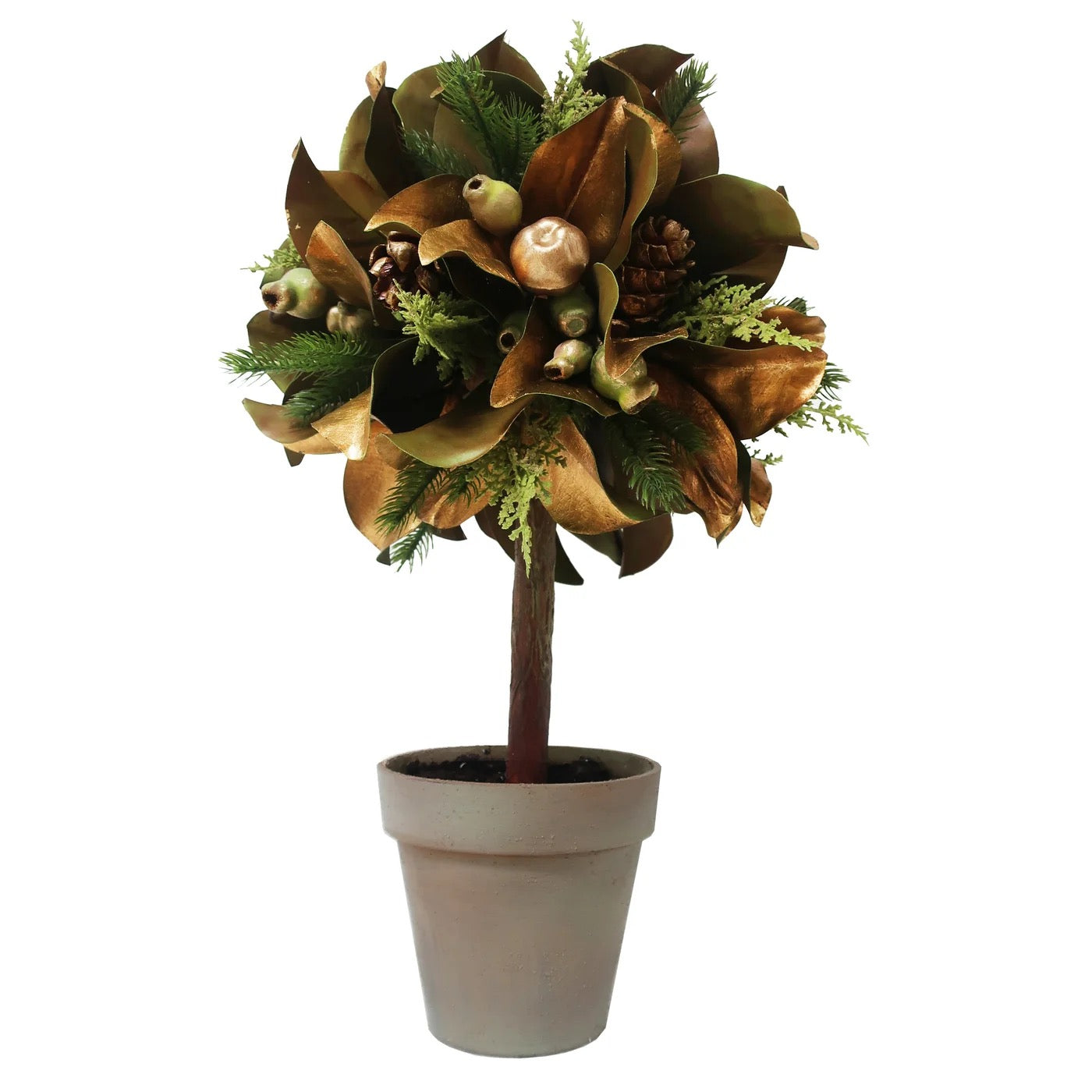 Winward Magnolia Leaf in Pot  26"