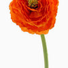 Garden Ranunculus 23.5" Orange