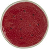 Vista Alegre Watermelon Dessert Plate