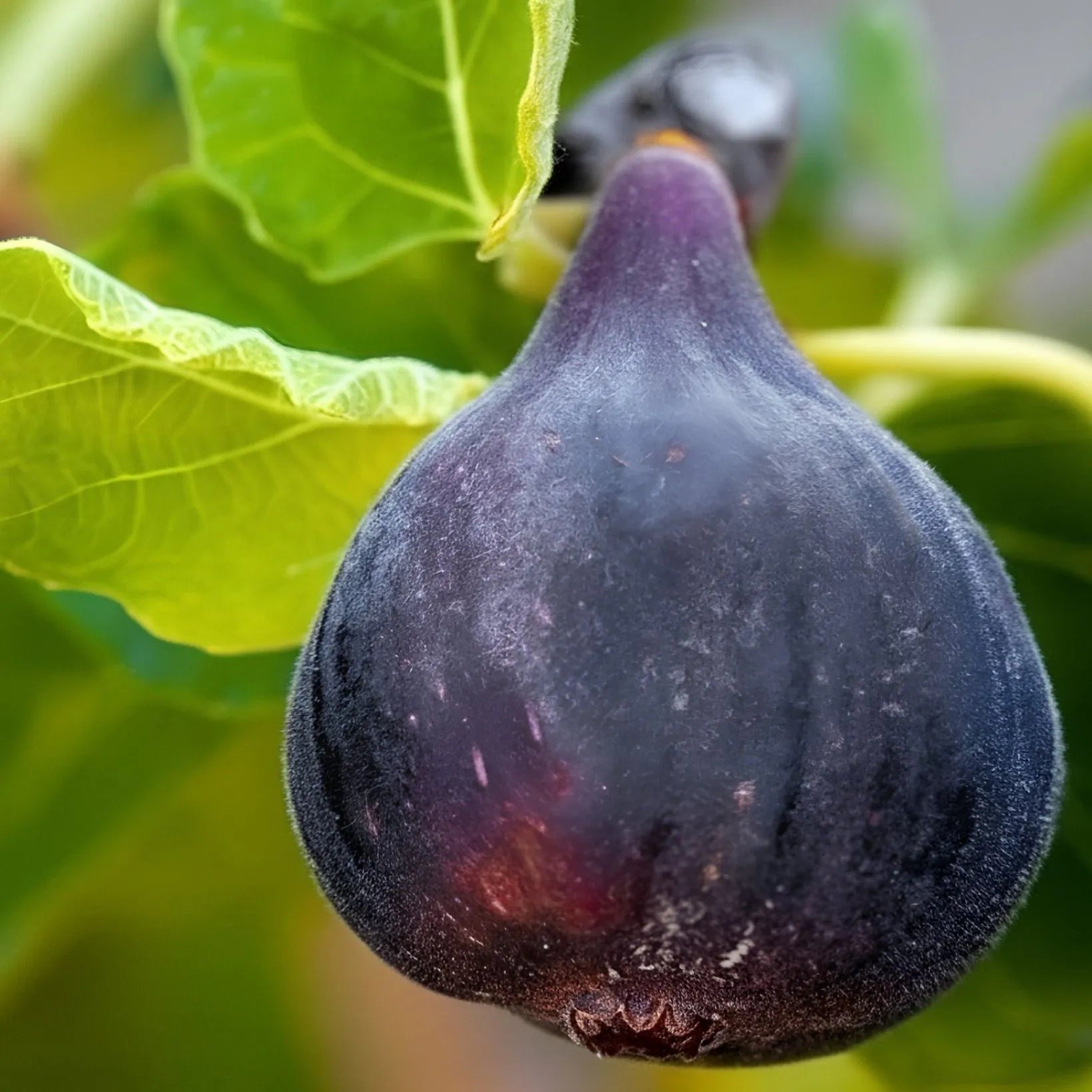 Onno Gracious Fig Perfume